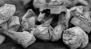 Cogumelo Agaricus